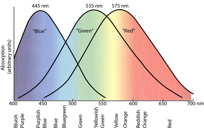 Graph showing the full colour spectrum, overlaid with the sensitivities of different cones within the eye